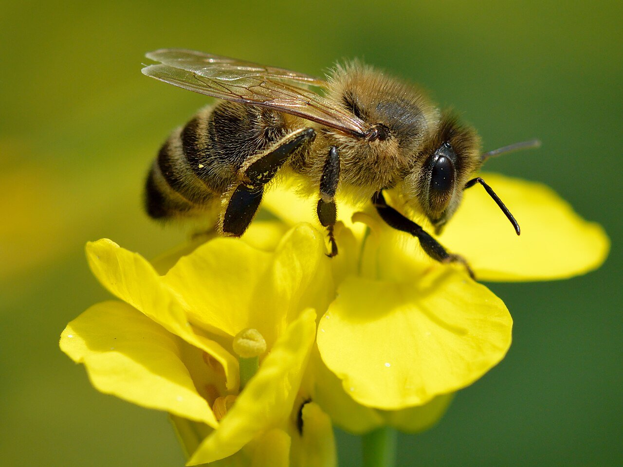 Abeja melífera (Apis mellifera)