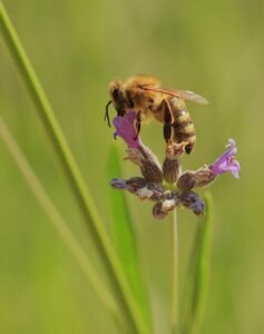 Abeja melífera: características, hábitat y curiosidades