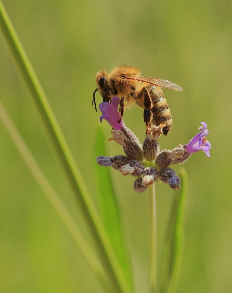 Abeja melífera recolectando néctar en una flor