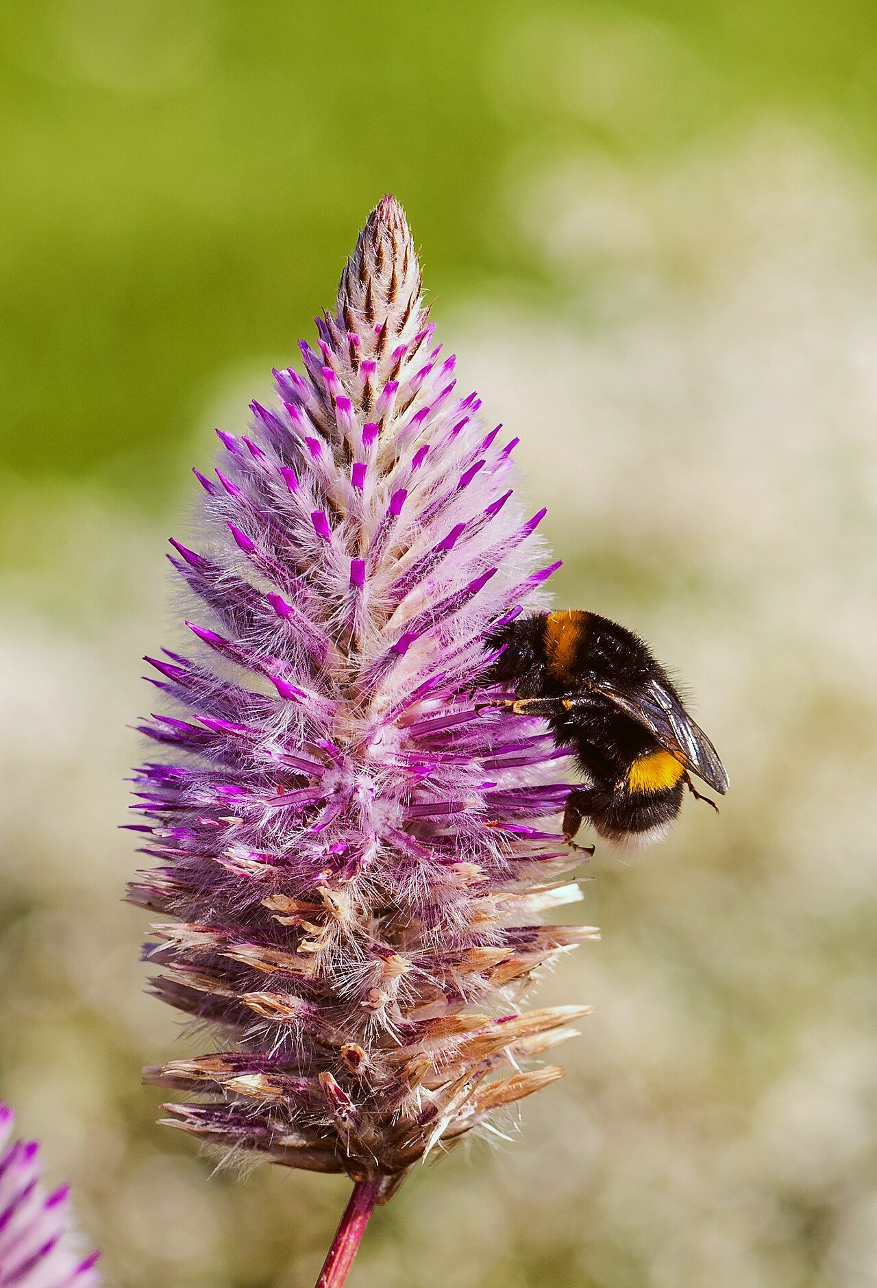 Abejorro (Bombus terrestris)
