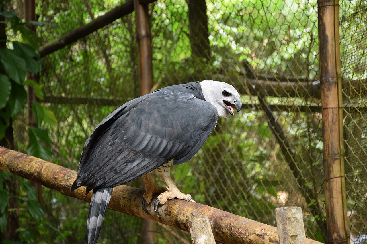 Águila arpía (Harpia harpyja)