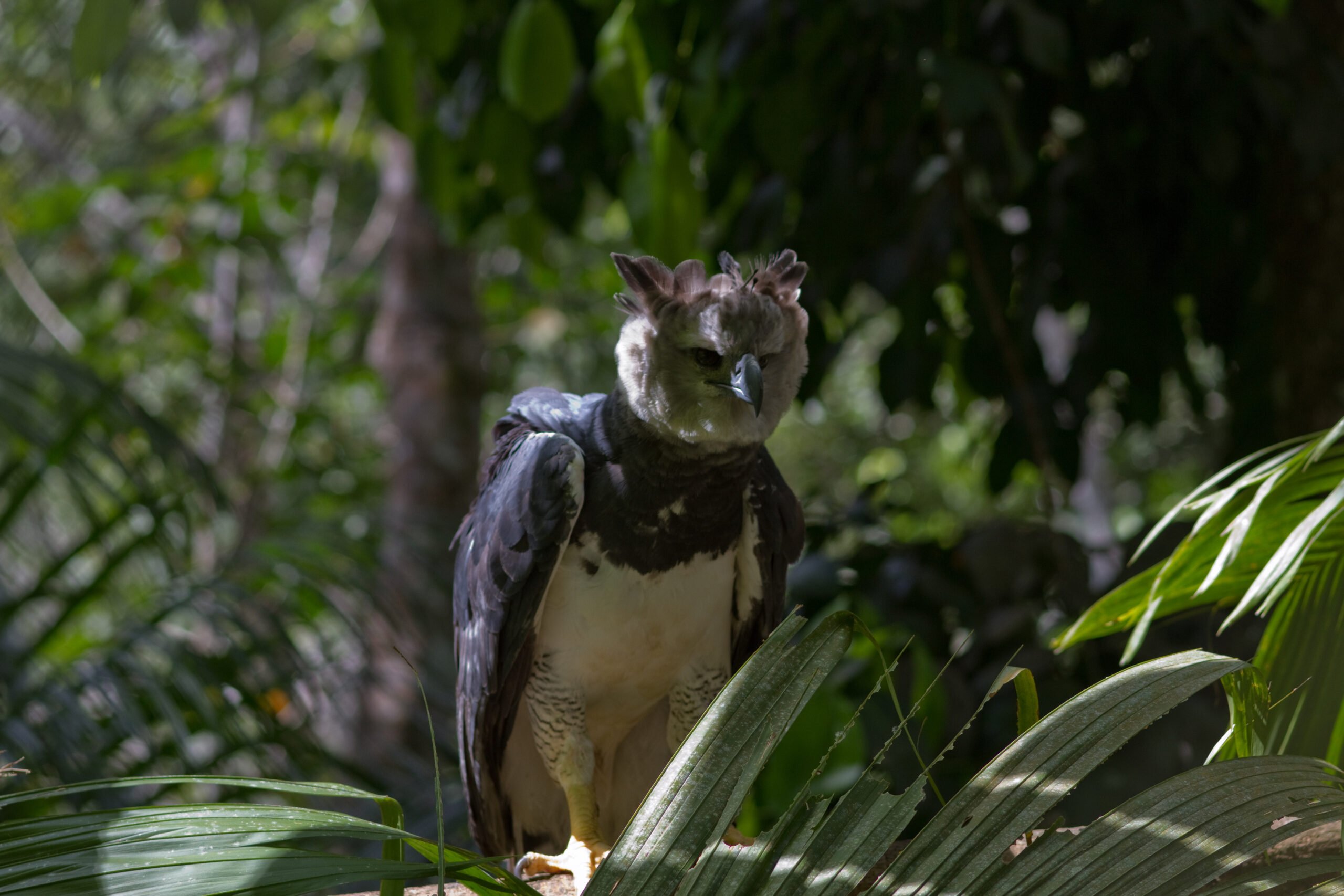 Águila arpía
