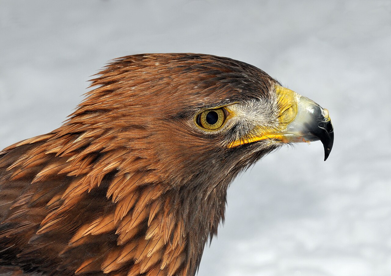 Águila real (Aquila chrysaetos)