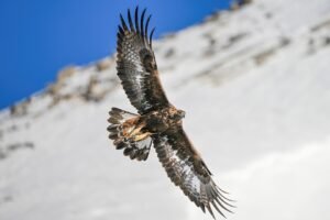 Águila real (Aquila chrysaetos): características, hábitat y conservación