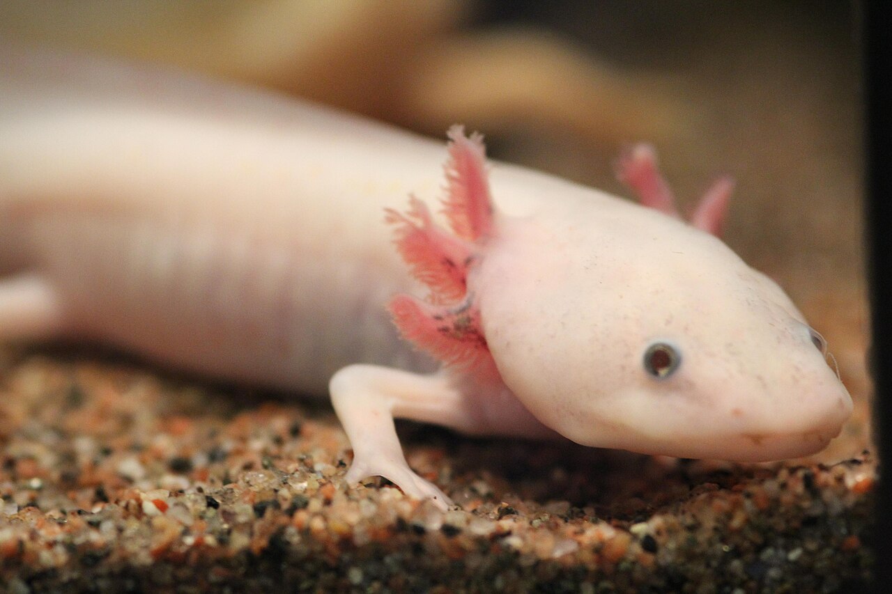 Ajolote (Ambystoma mexicanum)