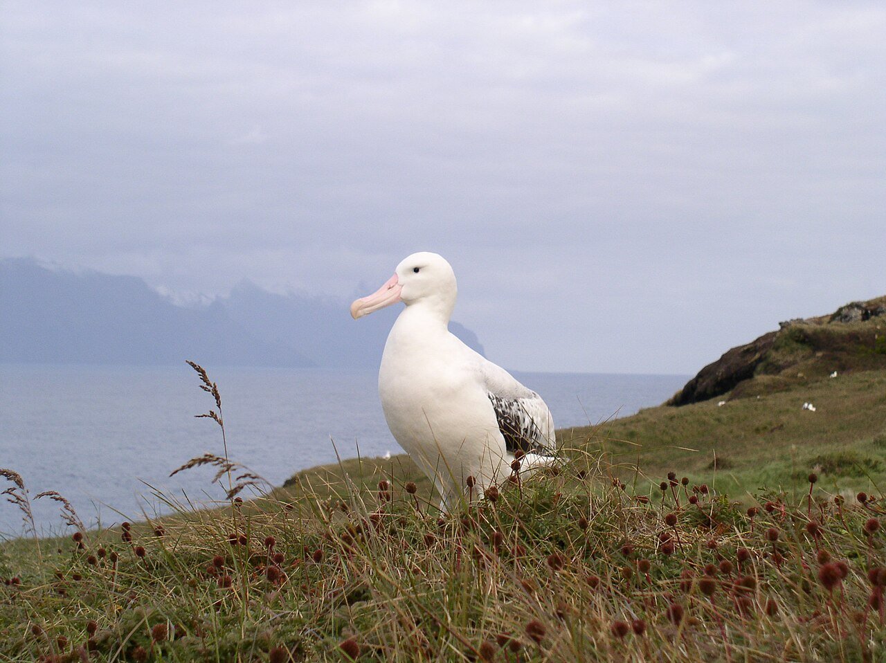 Albatros viajero (Diomedea exulans)
