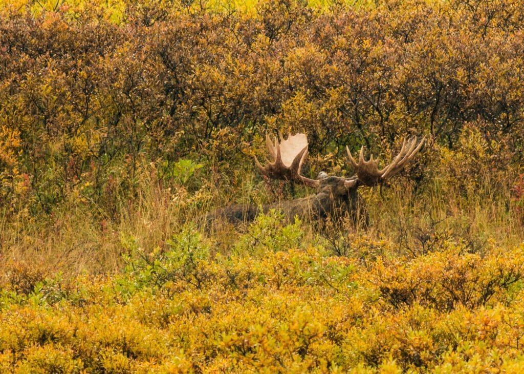 Alce: el mayor cérvido del mundo