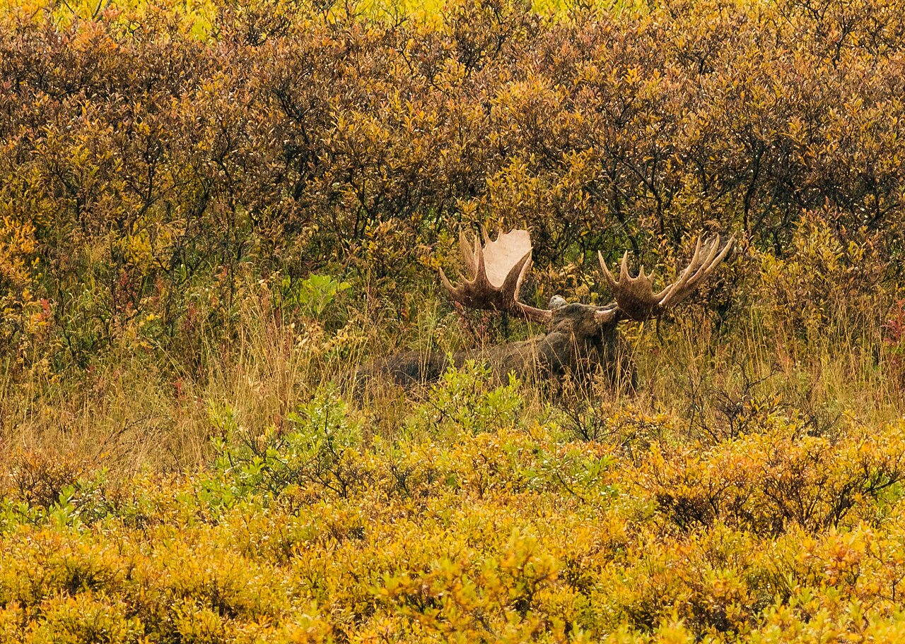 Alce (Alces alces)