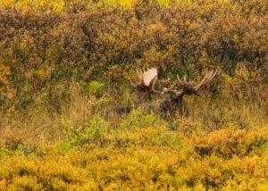 Alce: el mayor cérvido del mundo