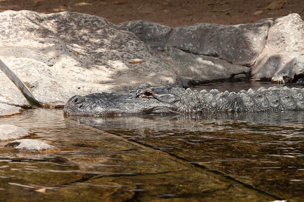 Aligátor americano (Alligator mississippiensis)