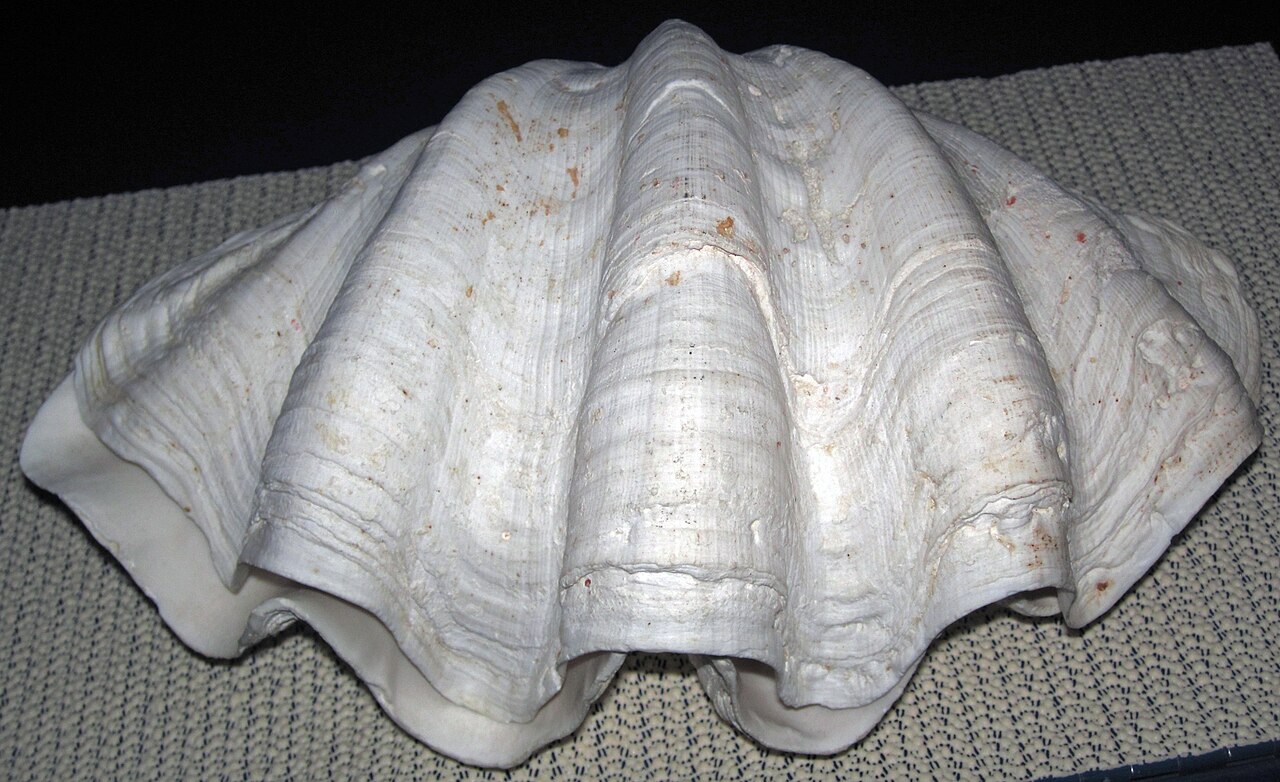 Almeja gigante (Tridacna gigas)