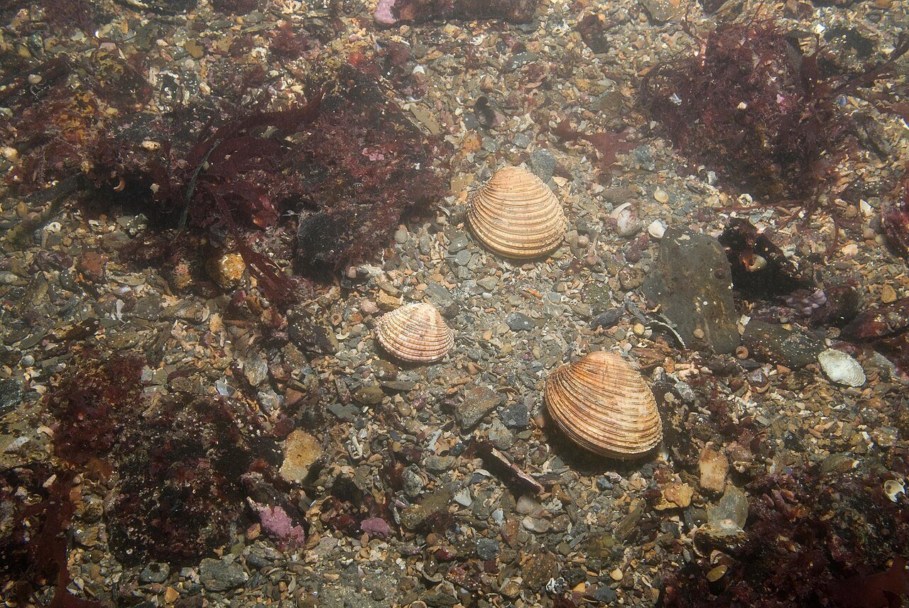 Almeja Venus (Venus verrucosa)