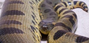 Anaconda verde (Eunectes murinus): la serpiente más pesada del mundo