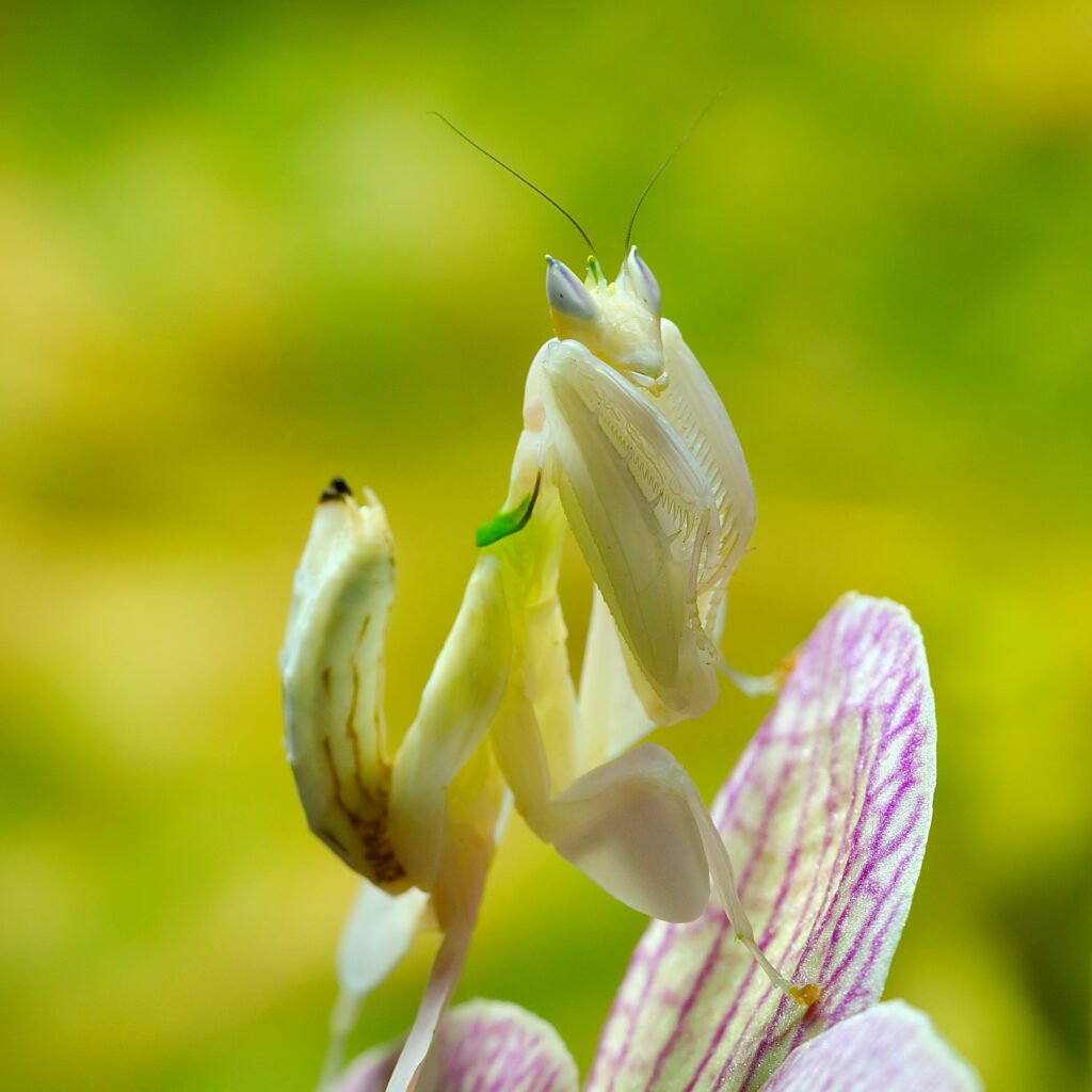 Mantis orquídea camuflada como una flor
