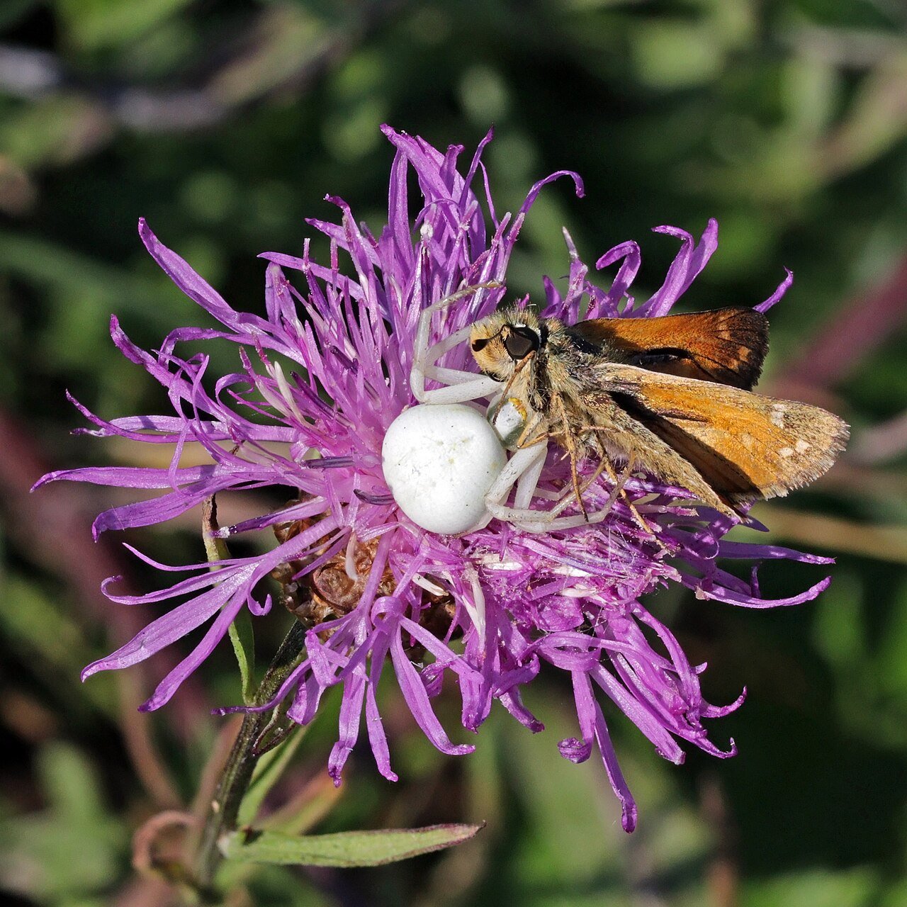 Araña cangrejo (Misumena vatia)