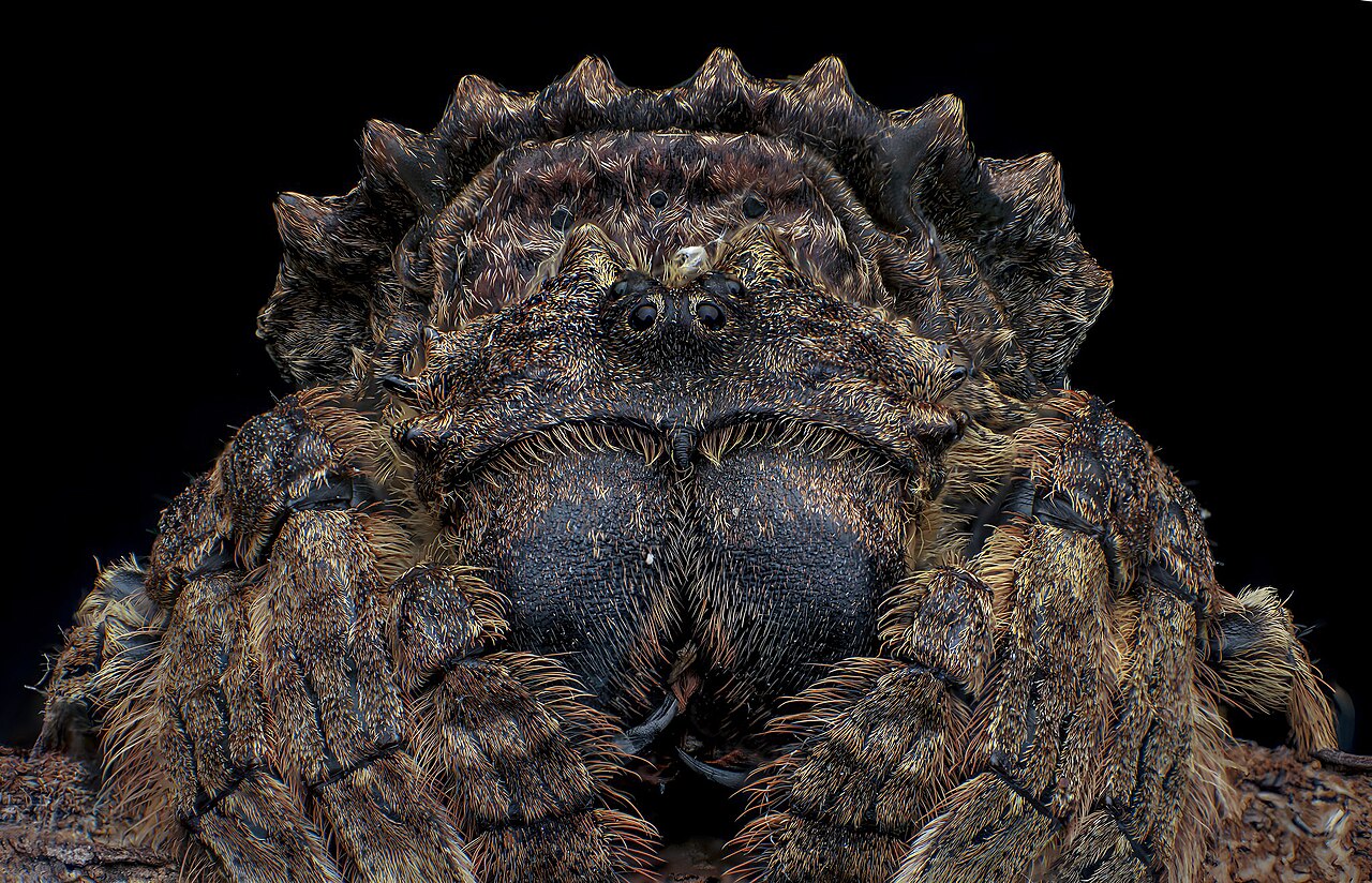Araña de Darwin (Caerostris darwini)