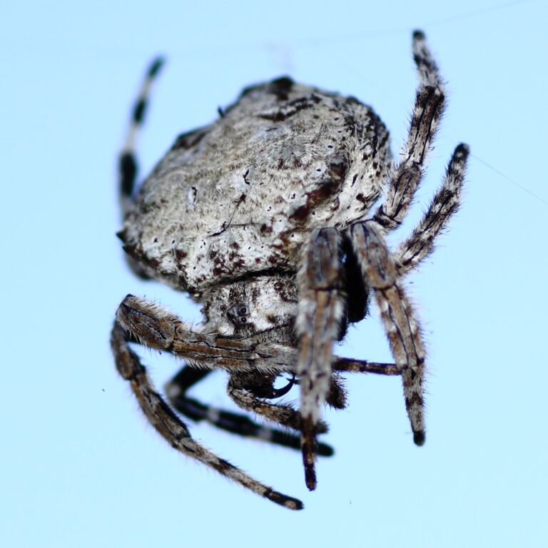 Araña de Darwin