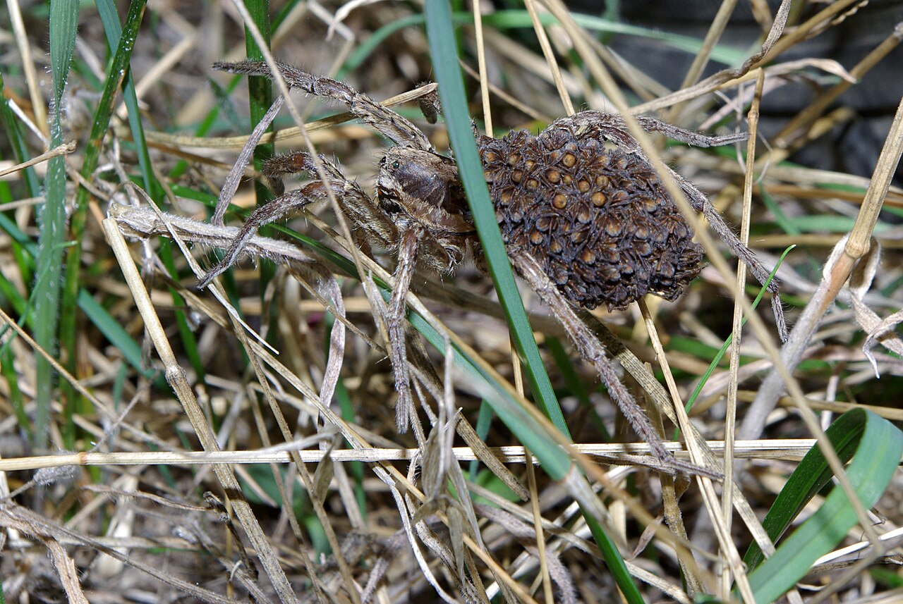 Araña Lobo (Lycosa tarantula)