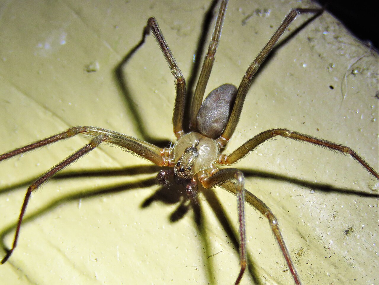 Araña reclusa marrón (Loxosceles reclusa)