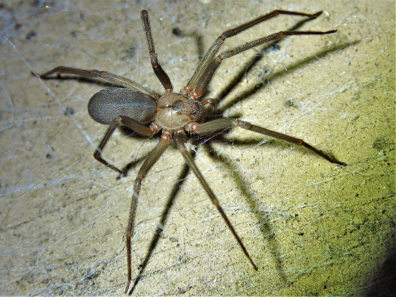 Araña reclusa marrón