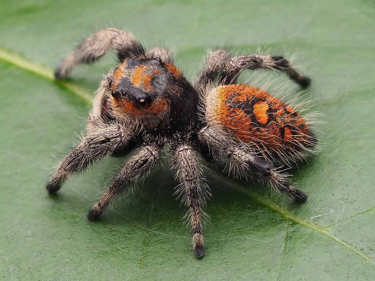Araña saltarina (Phidippus regius)