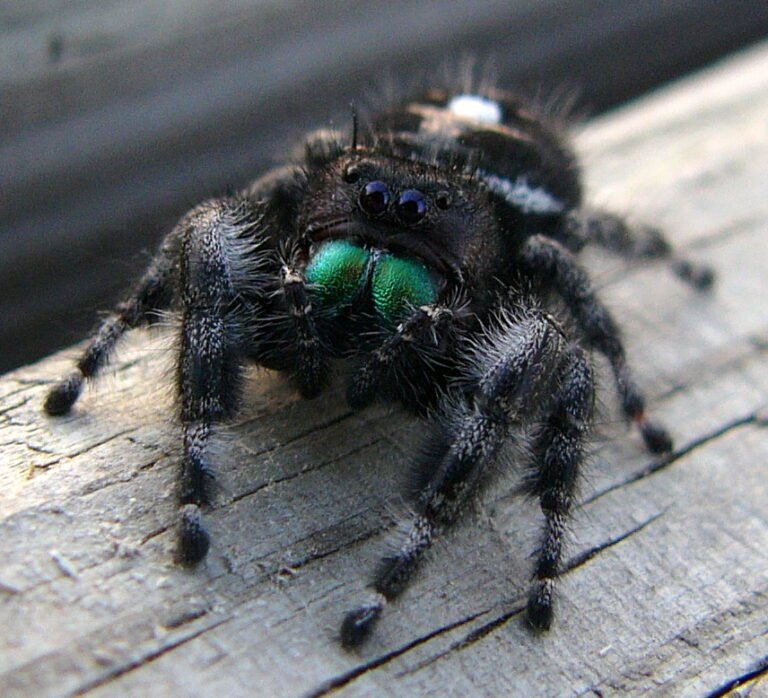 Araña saltarina