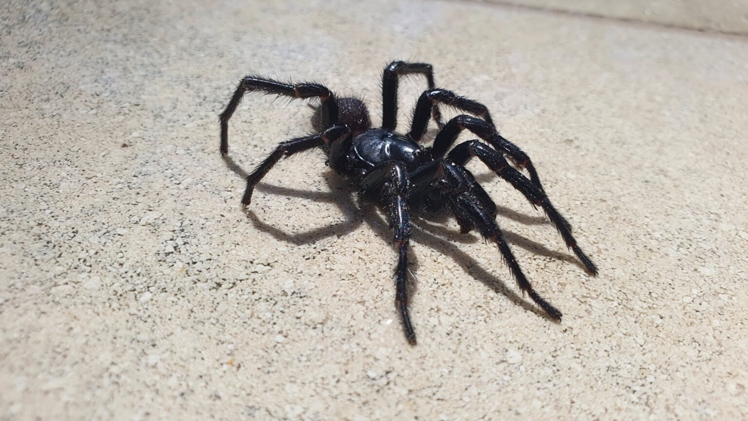 Araña de tela de embudo de Sídney - Atlas de Animales