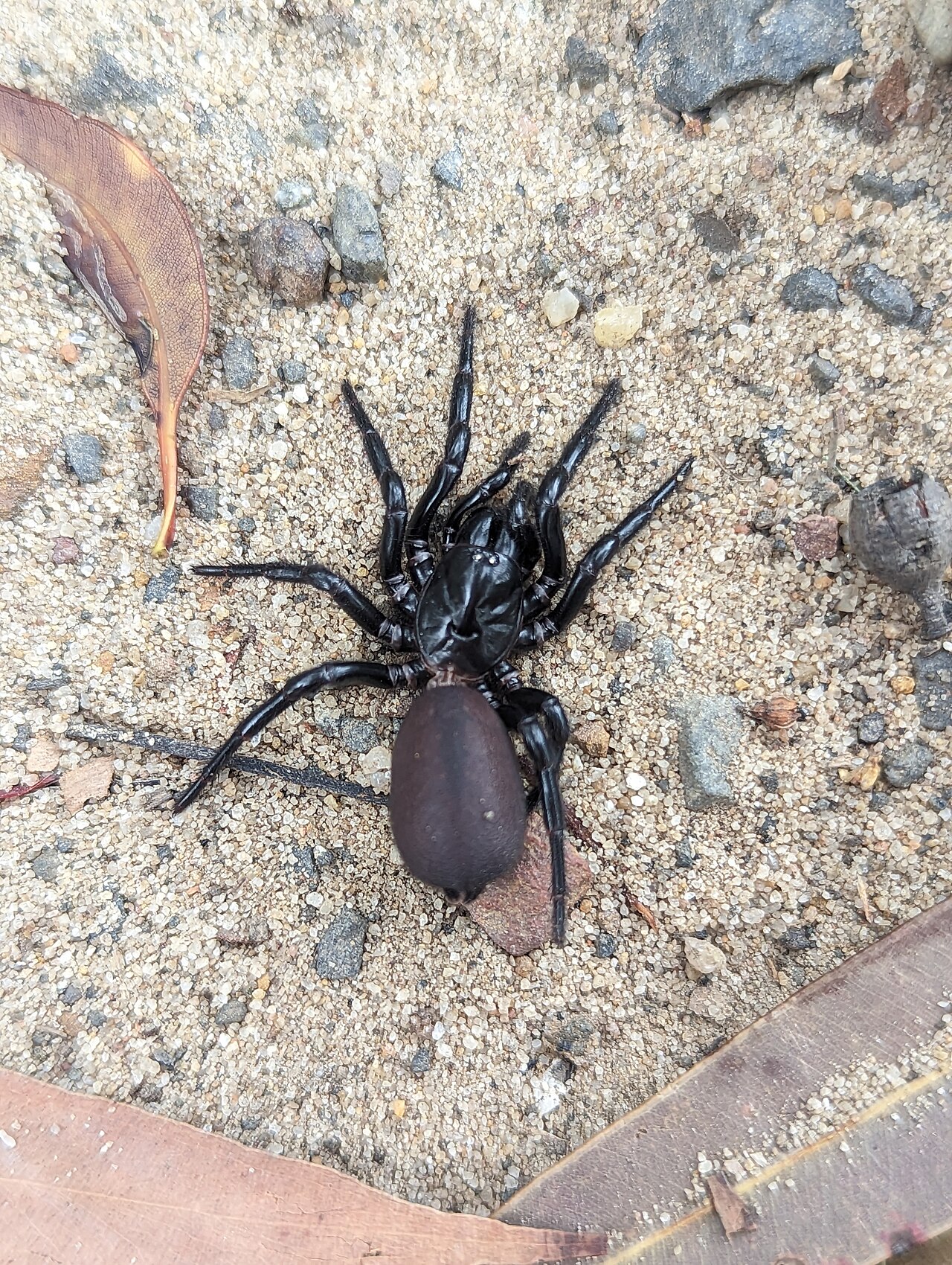 Araña de tela de embudo de Sídney (Atrax robustus)