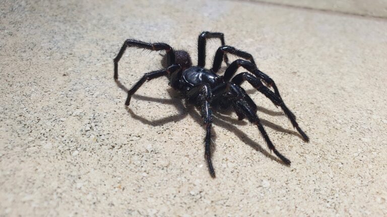 Araña embudo de Sídney