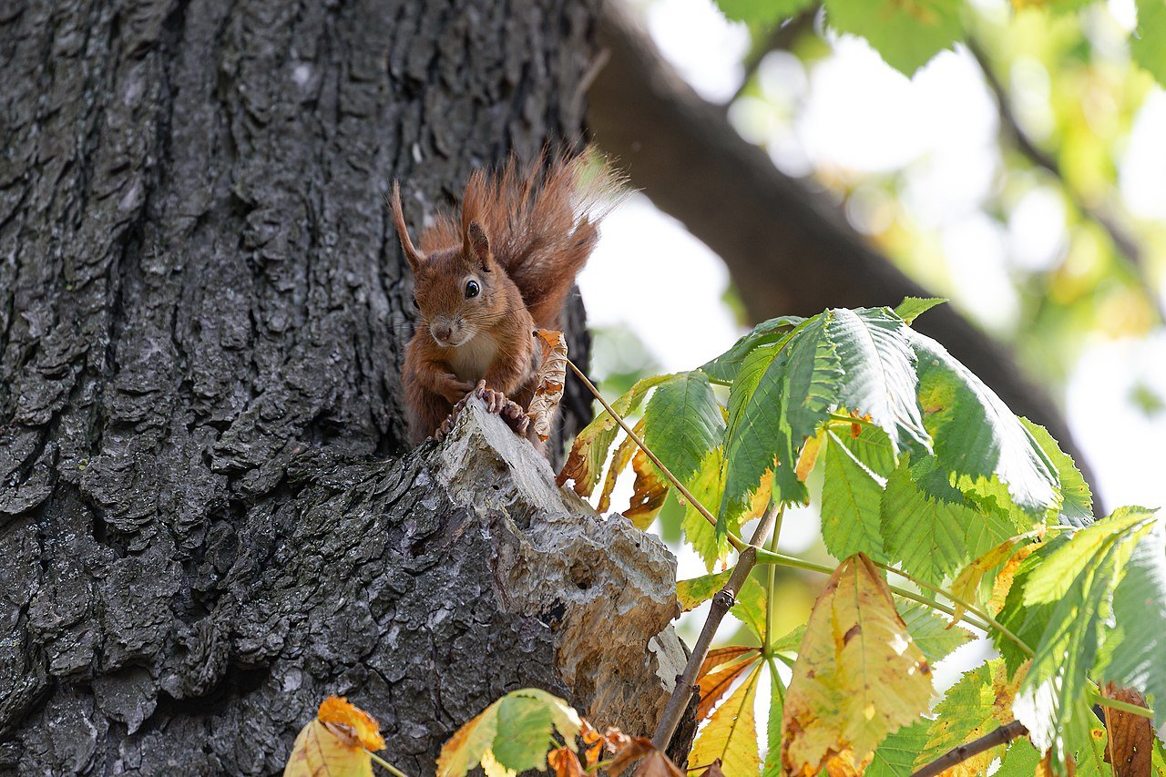 Ardilla (Sciurus vulgaris)