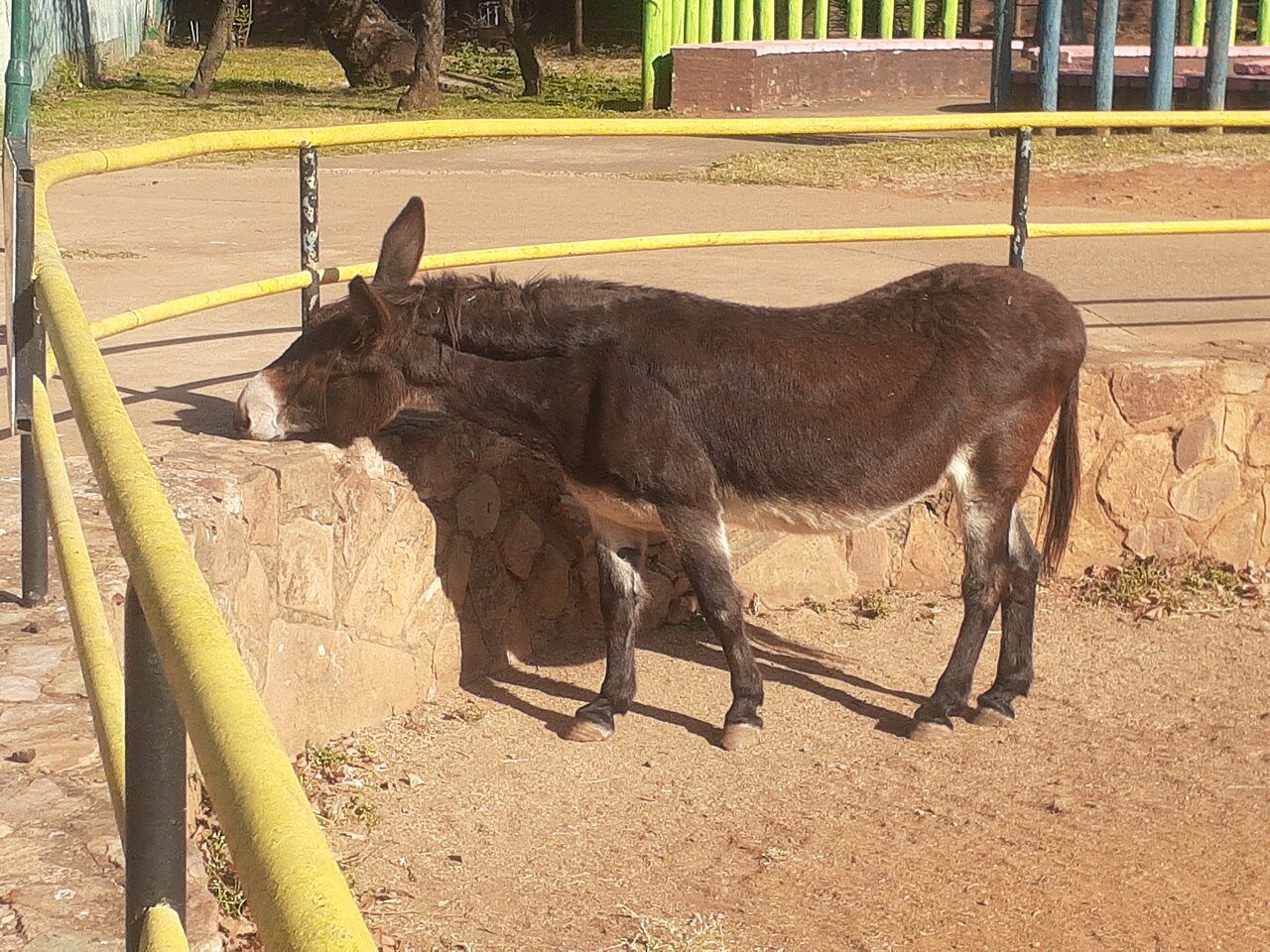 Asno (Equus asinus)