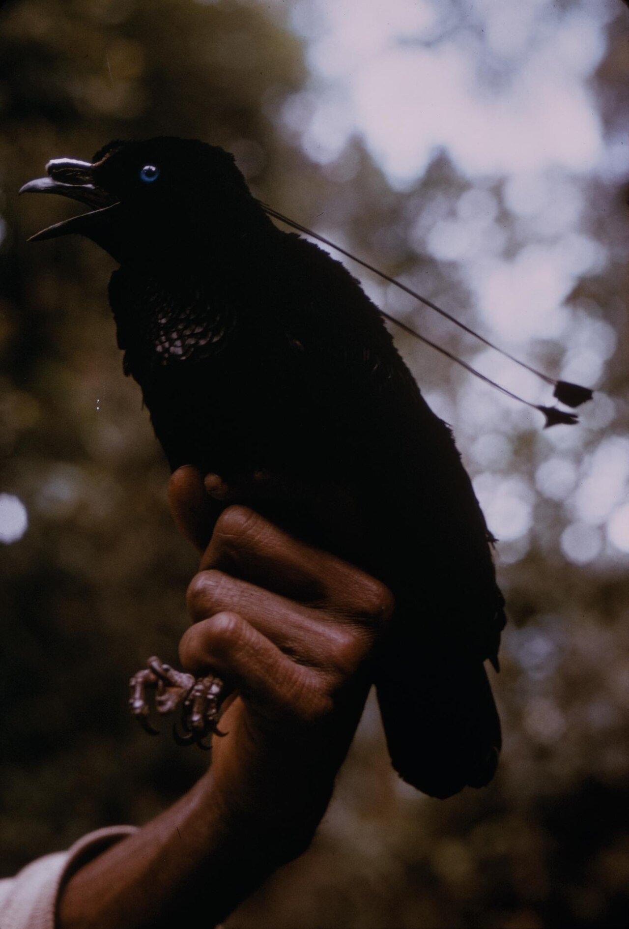 Ave del paraíso (Parotia lawesii)