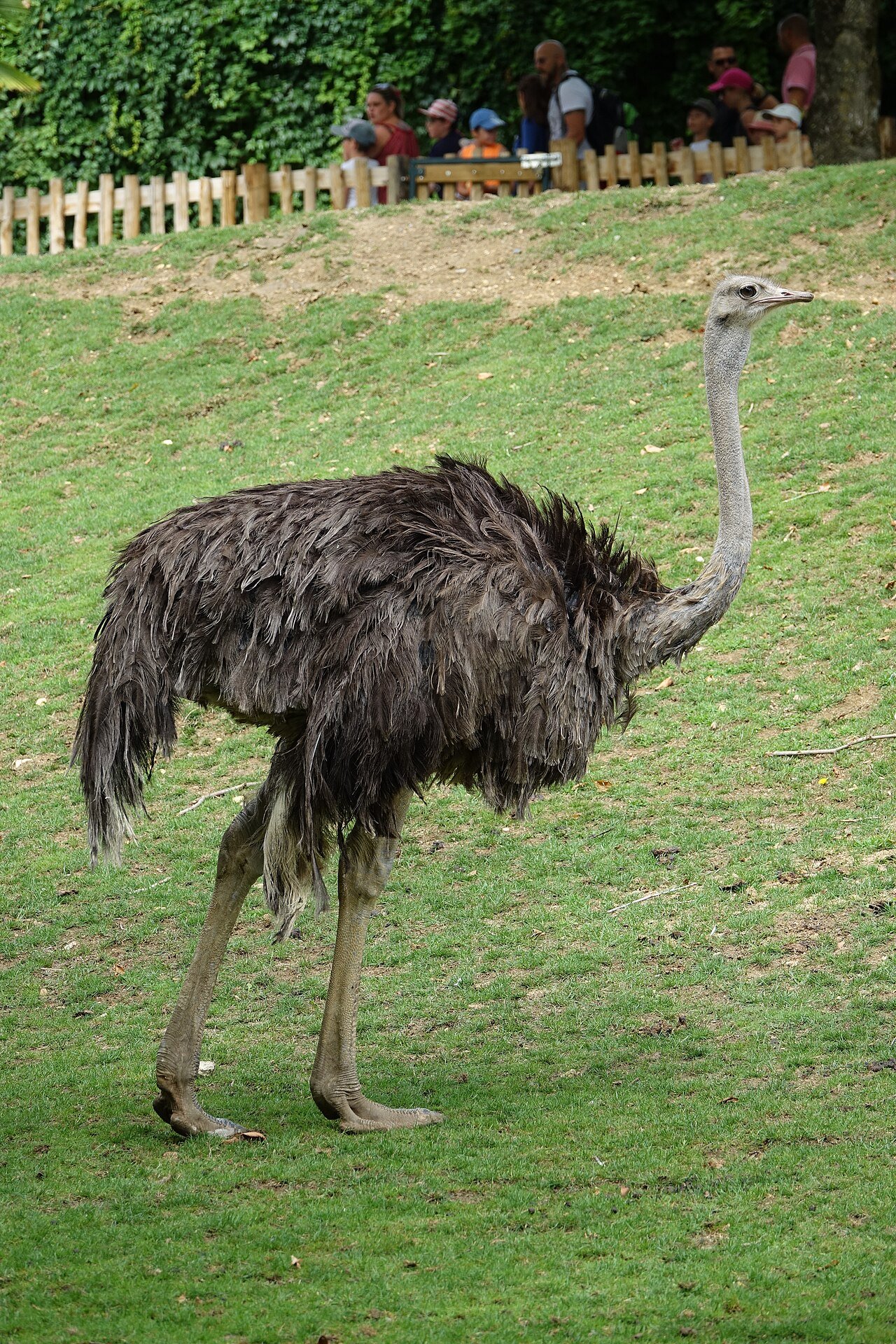 Avestruz (Struthio camelus)