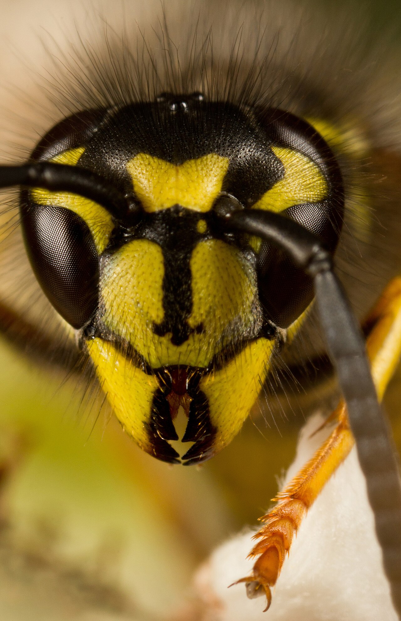 Avispa (Vespula vulgaris)