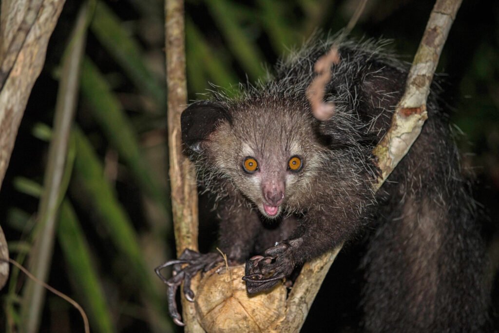 Aye-aye: el primate más extraño del mundo con dedos de araña