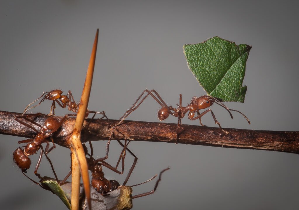 Hormiga cortadora de hojas: los agricultores del mundo animal