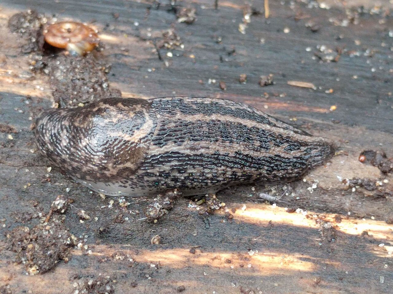 Babosa leopardo (Limax maximus)