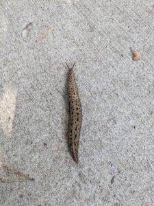 Babosa leopardo: el gasterópodo sin concha de los jardines europeos