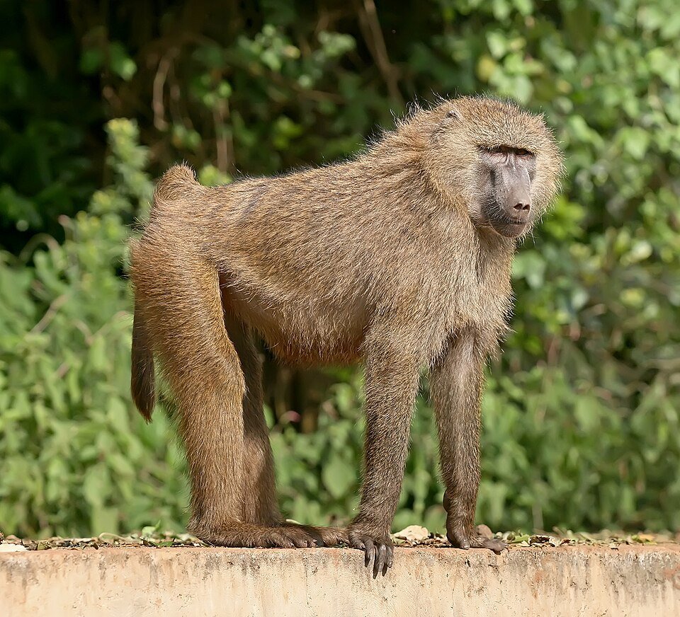 Babuino oliva macho adulto en el cráter del Ngorongoro, Tanzania