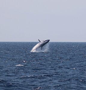 Ballena de aleta