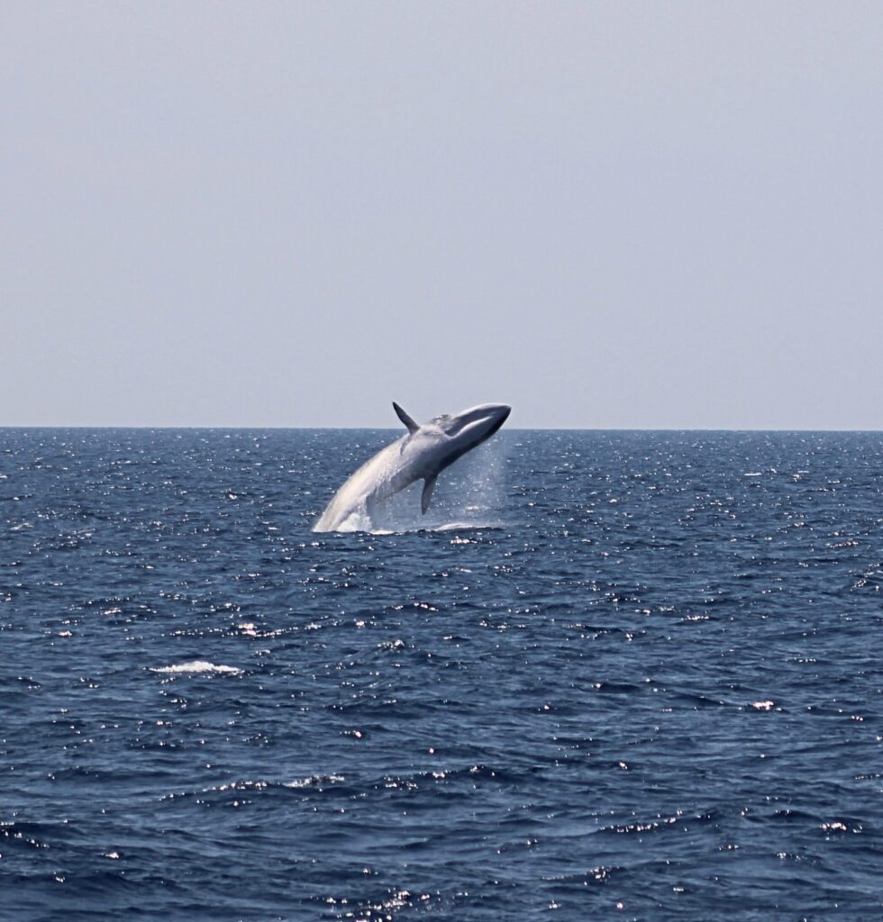 Ballena de aleta