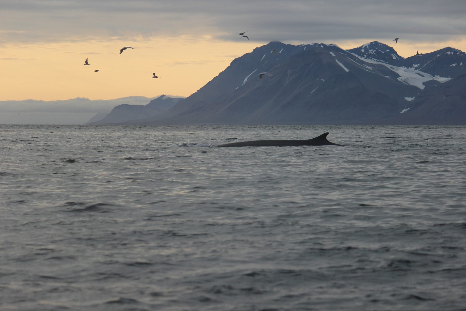 Ballena de aleta (Balaenoptera physalus) avistada en el archipiélago de Svalbard, Ártico noruego