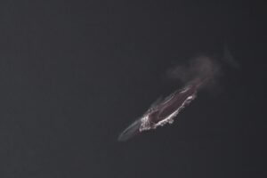 Ballena de aleta: características, hábitat y curiosidades