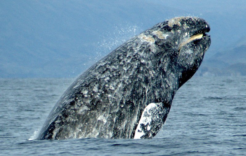 Ballena gris (Eschrichtius robustus)