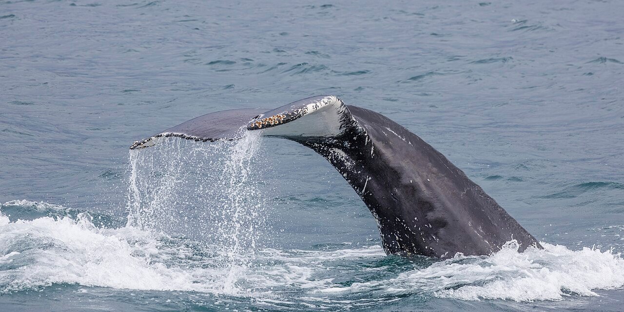 Ballena jorobada (Megaptera novaeangliae)