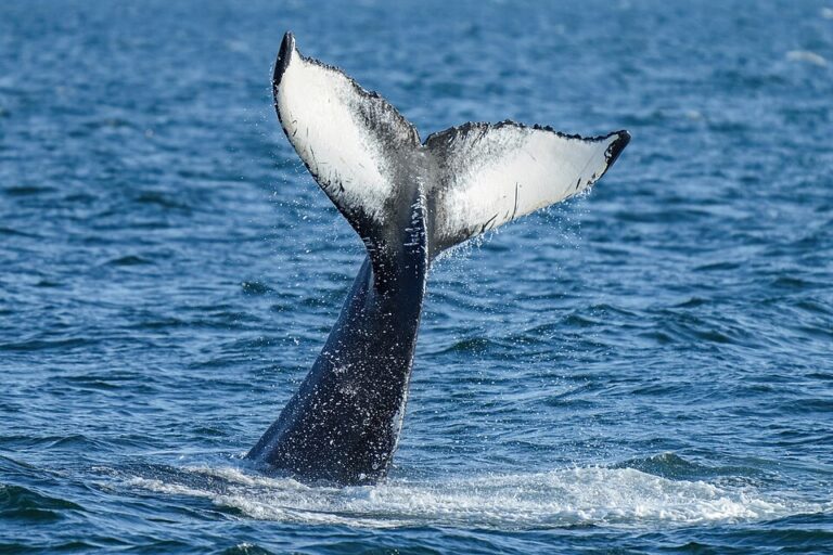 Ballena jorobada
