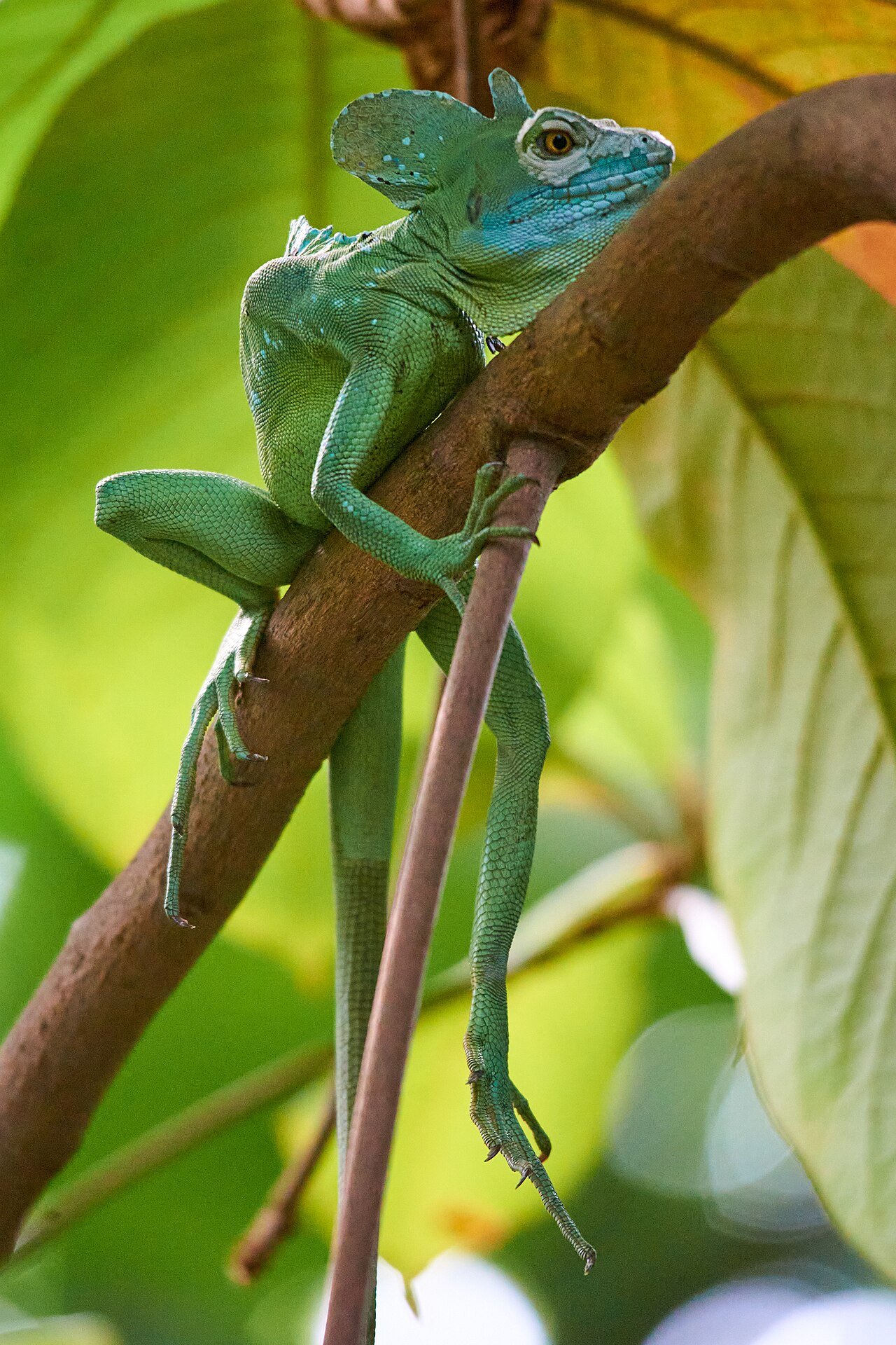 Basilisco (Basiliscus plumifrons)