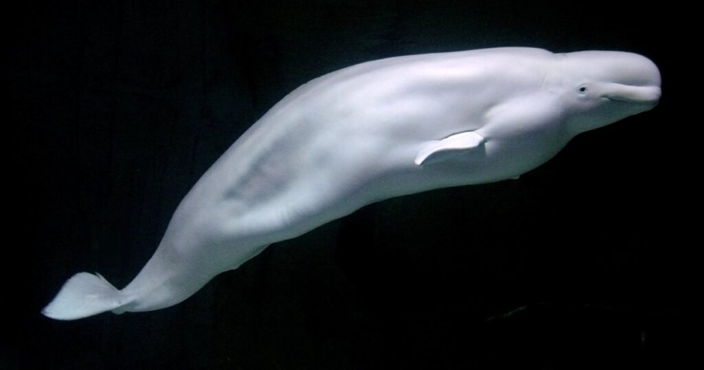 Beluga