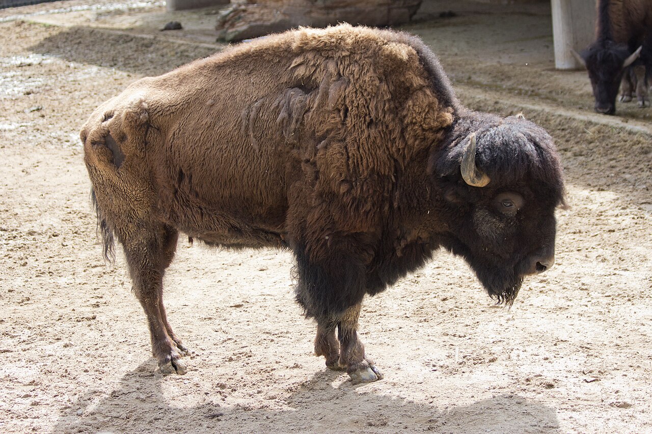 Bisonte americano (Bison bison)