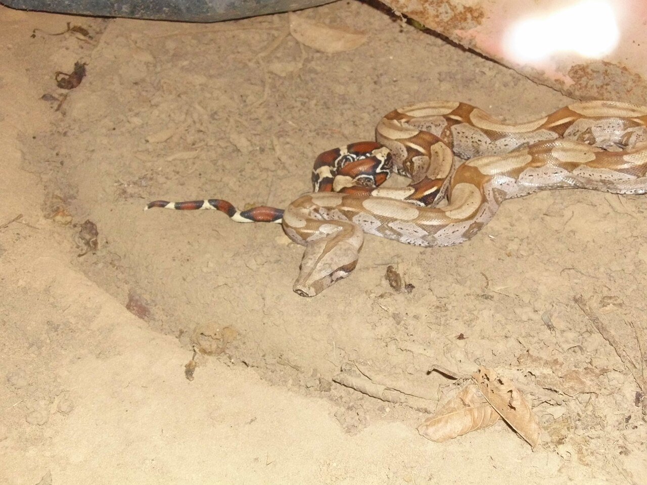 Boa constrictor (Boa constrictor)